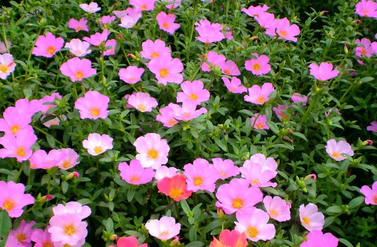 1575417810183549BpT3.jpg dbb44aed2e738bd48a2e4d73af8b87d6277ff961_¸±±¾.jpg